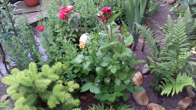  - Din spectacolul grădinii!