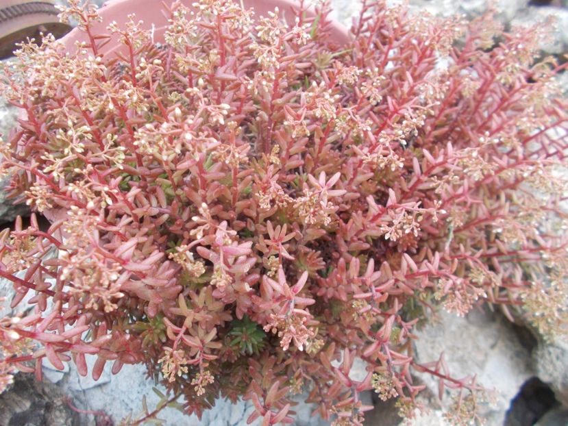  - Cactusi si suculente_2020