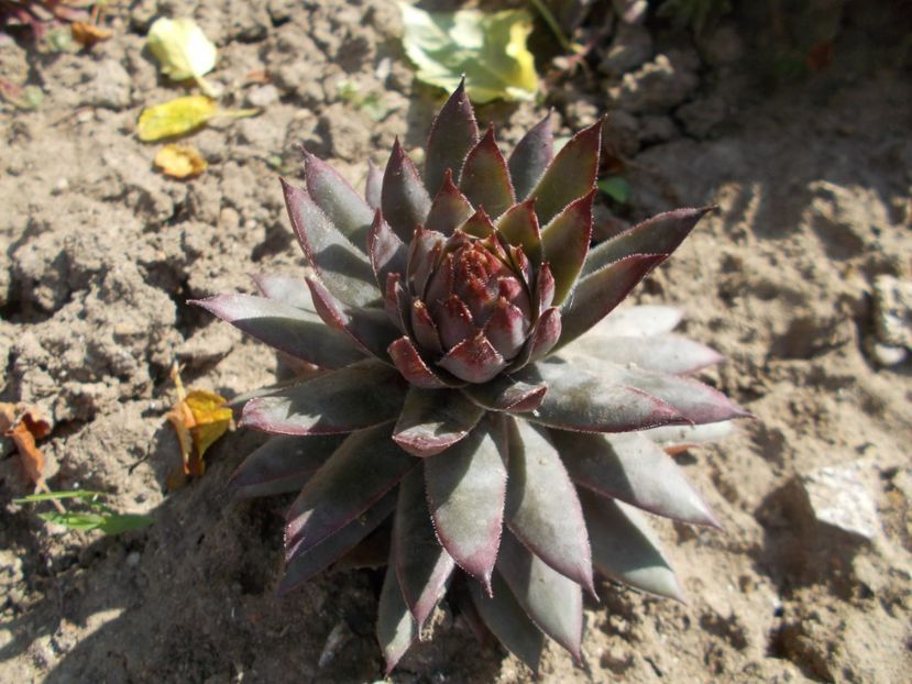  - Cactusi si suculente_2020