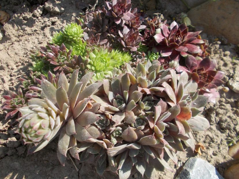  - Cactusi si suculente_2020