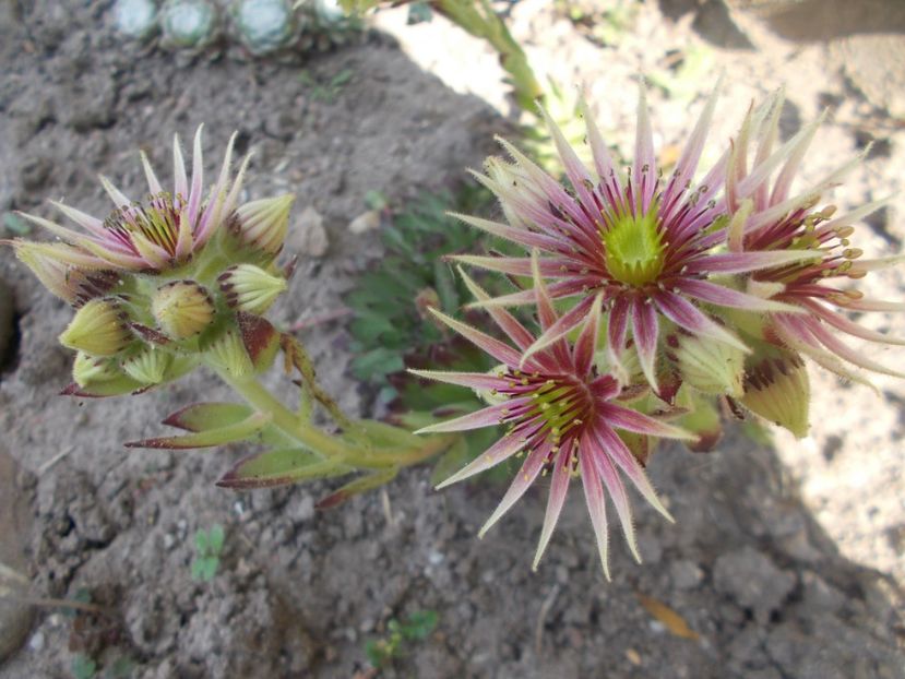  - Cactusi si suculente_2020