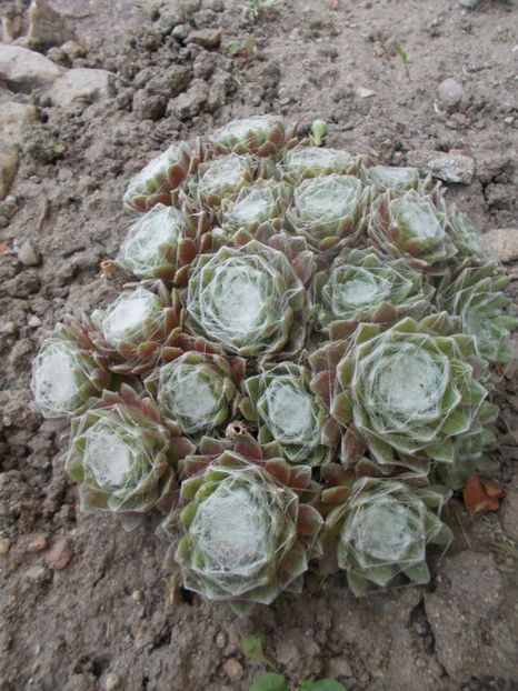  - Cactusi si suculente_2020