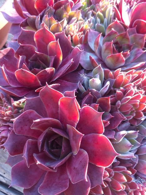  - Cactusi si suculente_2020