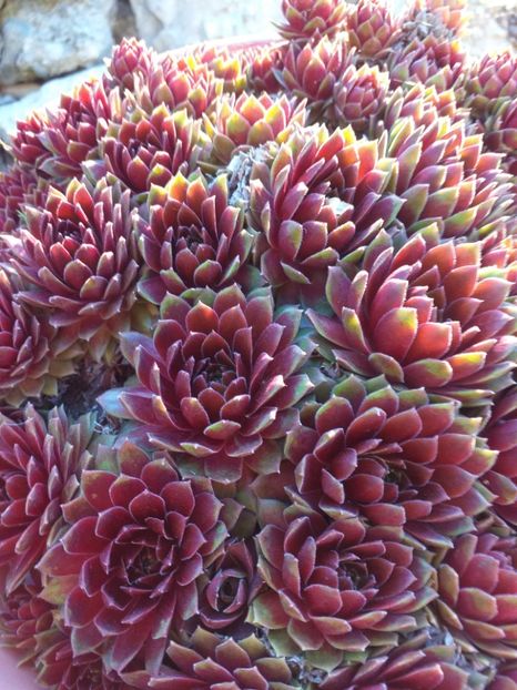  - Cactusi si suculente_2020