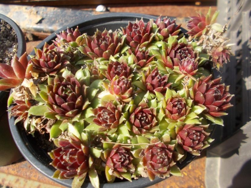  - Cactusi si suculente_2020