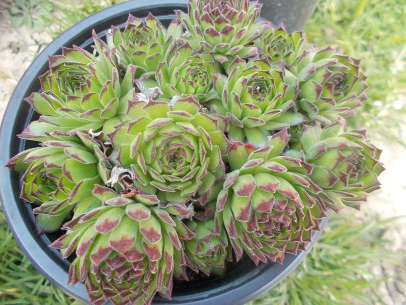  - Cactusi si suculente_2020