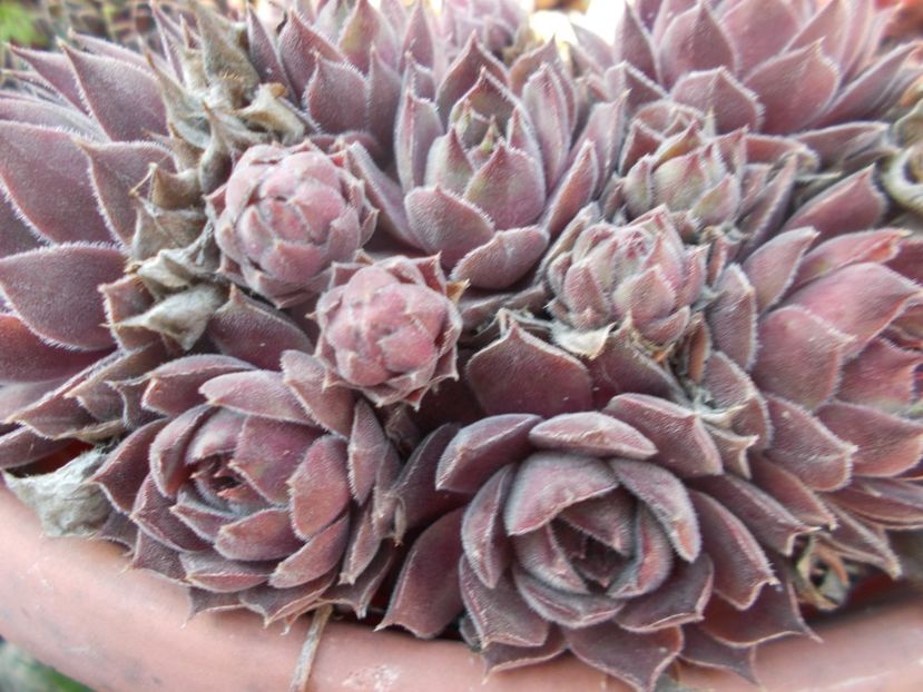  - Cactusi si suculente_2020