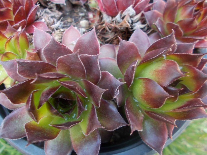  - Cactusi si suculente_2020