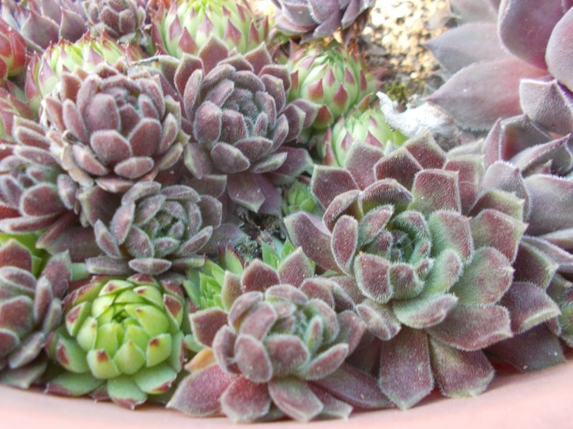  - Cactusi si suculente_2020