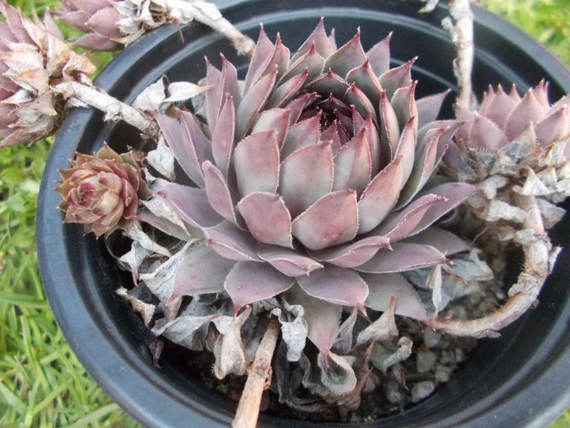  - Cactusi si suculente_2020