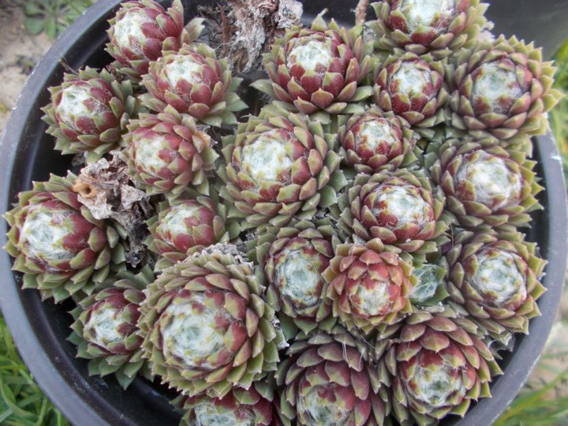  - Cactusi si suculente_2020