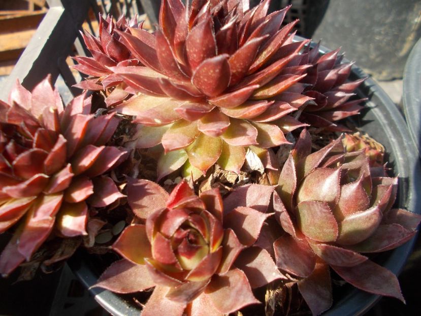  - Cactusi si suculente_2020