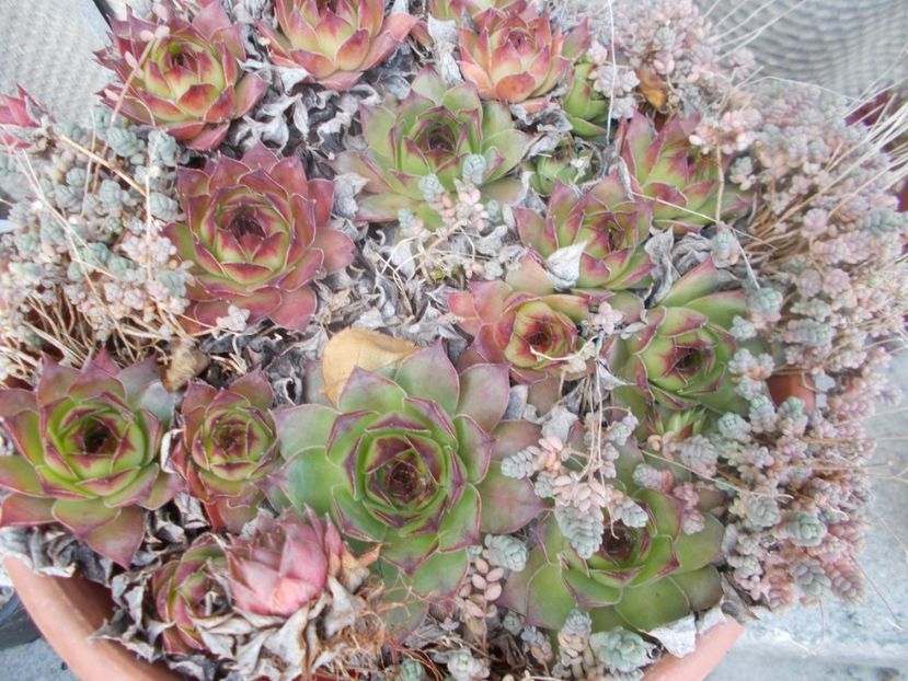  - Cactusi si suculente_2020