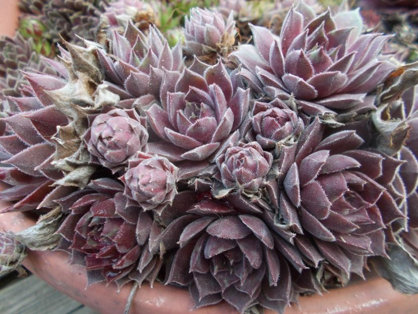  - Cactusi si suculente_2020