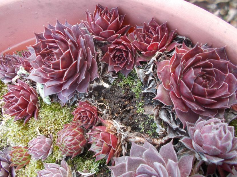  - Cactusi si suculente_2020