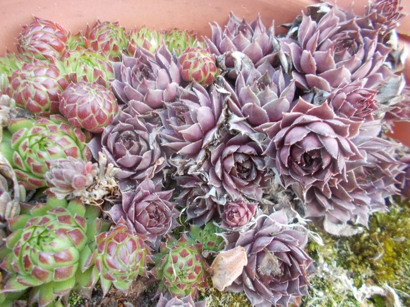  - Cactusi si suculente_2020