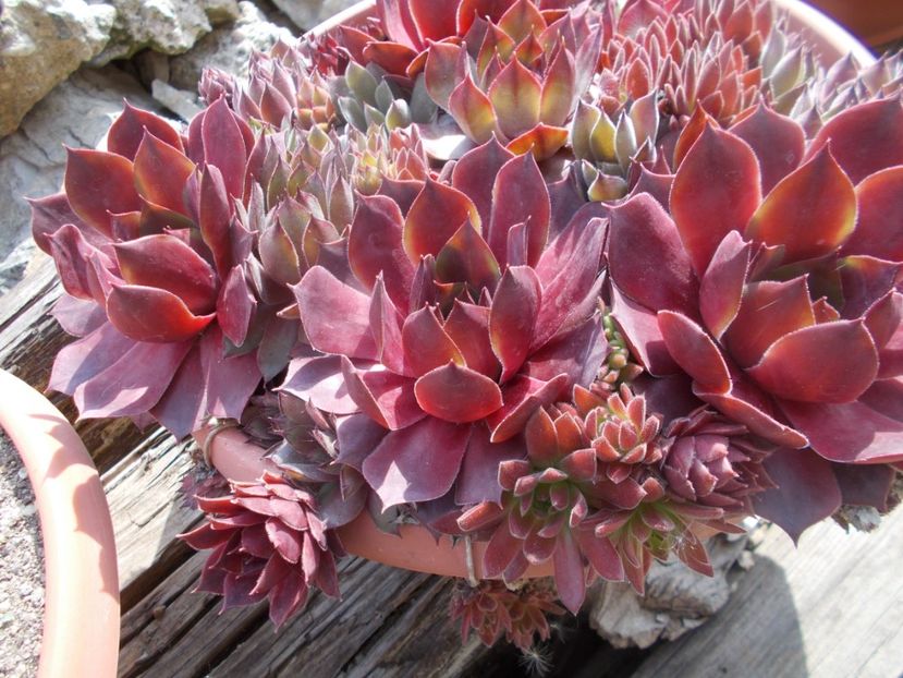  - Cactusi si suculente_2020