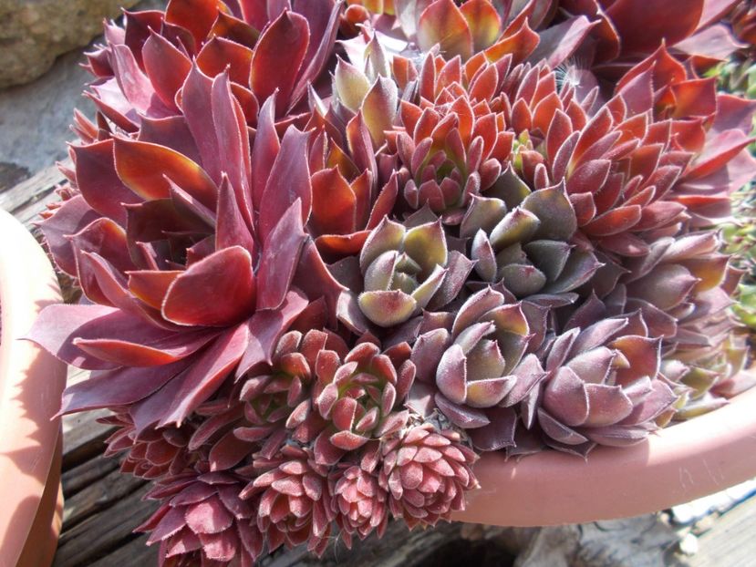  - Cactusi si suculente_2020