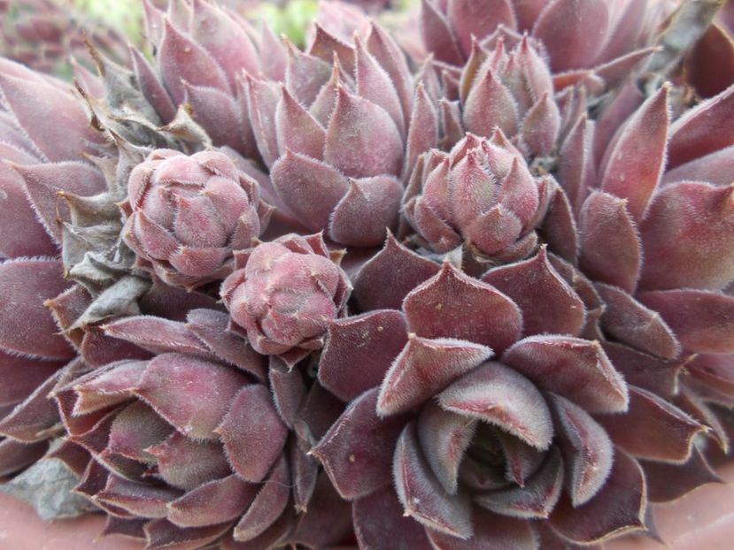  - Cactusi si suculente_2020