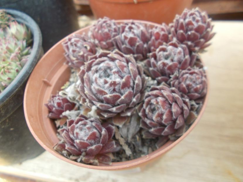  - Cactusi si suculente_2020