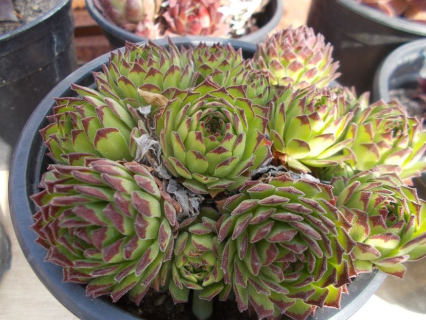  - Cactusi si suculente_2020