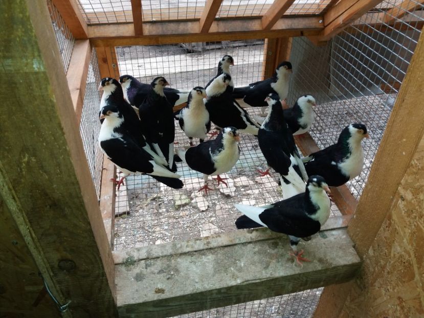  - Voliera numărul 5