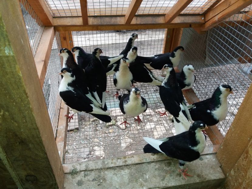  - Voliera numărul 5