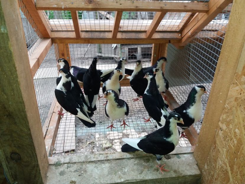  - Voliera numărul 5