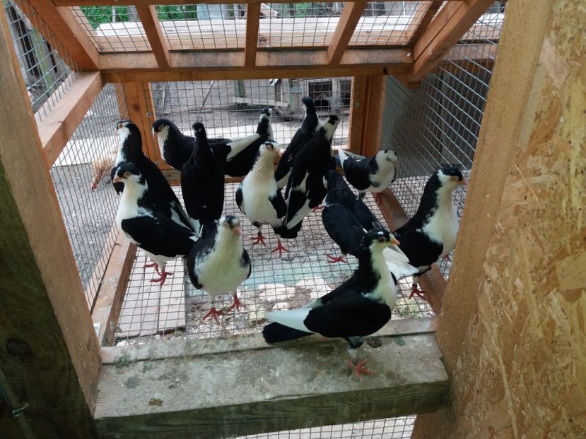  - Voliera numărul 5