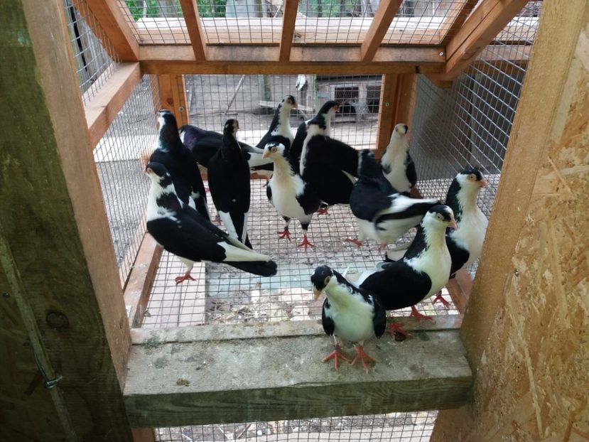  - Voliera numărul 5