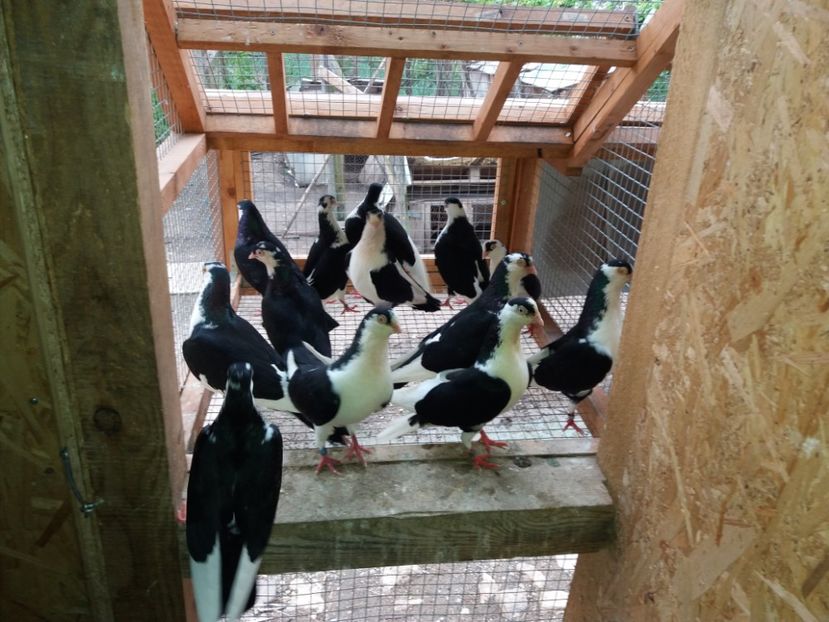  - Voliera numărul 5