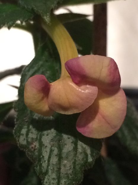 17.06.2020 - 1 Monique