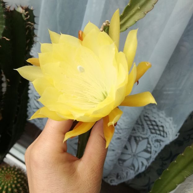 Epiphyllum yellow gem parfumat - Epiphyllum galben parfumat si mov 2020