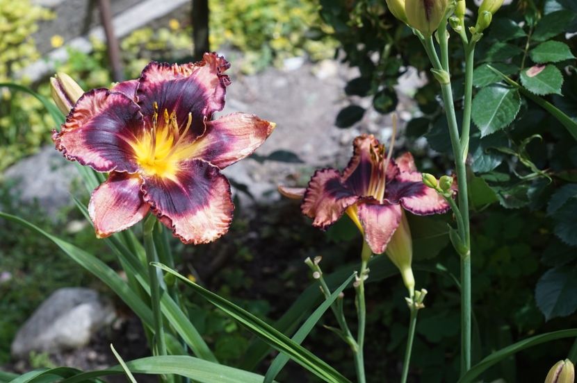  - Hemerocallis 2020- 2021- 2022