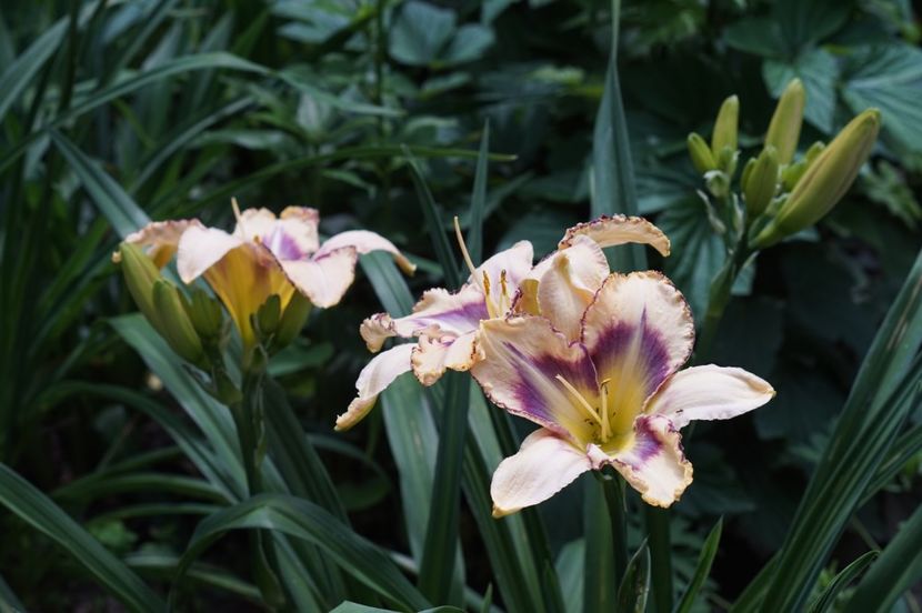Destined to see - Hemerocallis 2020- 2021- 2022