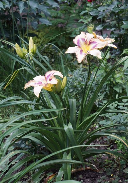 Destined to see - Hemerocallis 2020- 2021- 2022