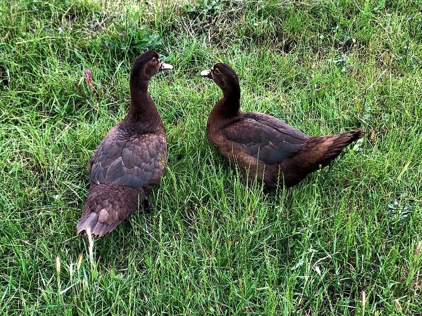 Cum ne plac noua - Bomboane asortate 2020