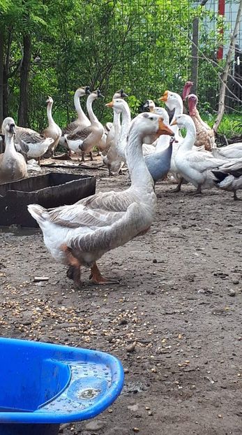 received_239609054149498 - 09 Gaste 2020