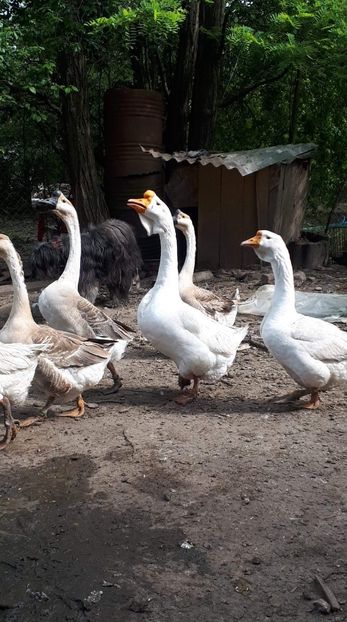 received_2543078319341083 - 09 Gaste 2020