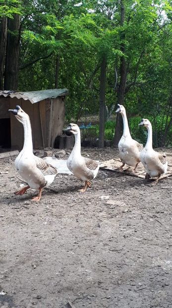 received_3390223434345379 - 09 Gaste 2020