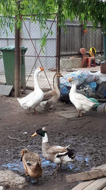 received_1434897270022826 - 09 Gaste 2020
