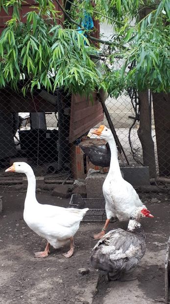 received_2469183300059193 - 09 Gaste 2020