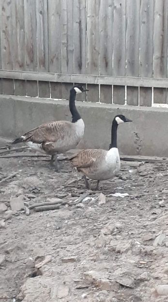 received_3127561437293856 - 09 Gaste 2020