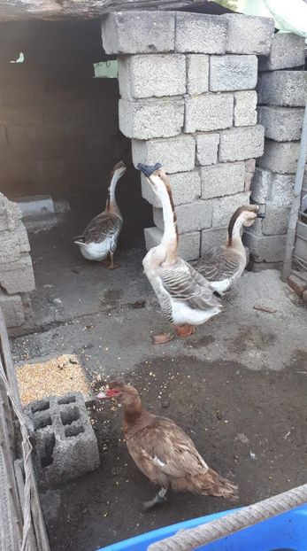 received_630807567480852 - 09 Gaste 2020
