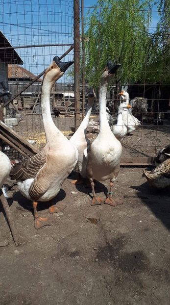 received_560775891457754 - 09 Gaste 2020
