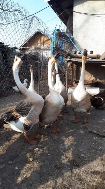 received_818345825311973 - 09 Gaste 2020