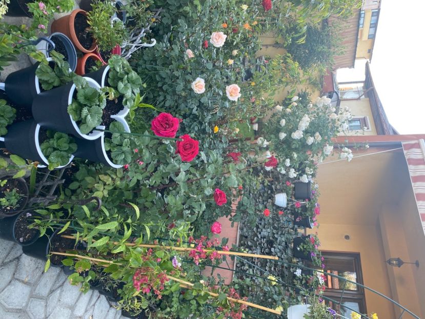 2FDB92EB-3D67-44E9-9829-2B6926183694 - Gradina 2020