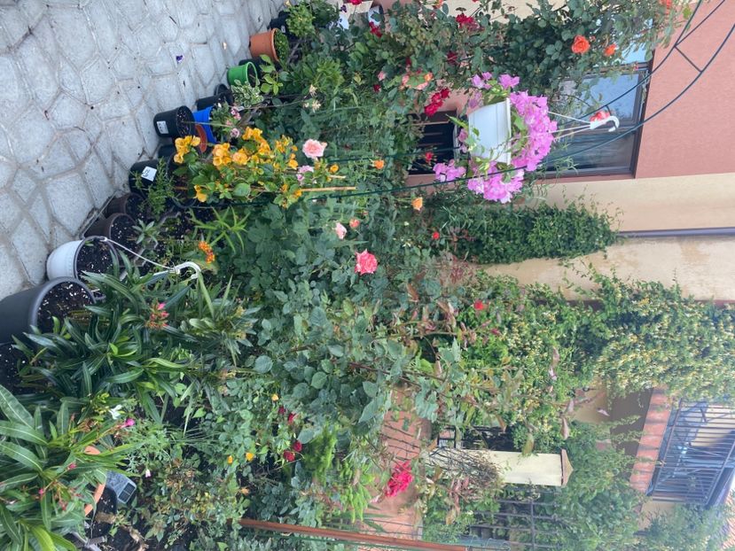 52CCD005-7EC7-42CD-9BB5-8FAC6A840292 - Gradina 2020