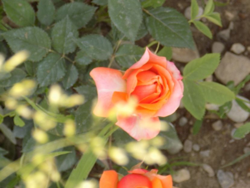 IMG-20200608-WA0019 - iunie 2020