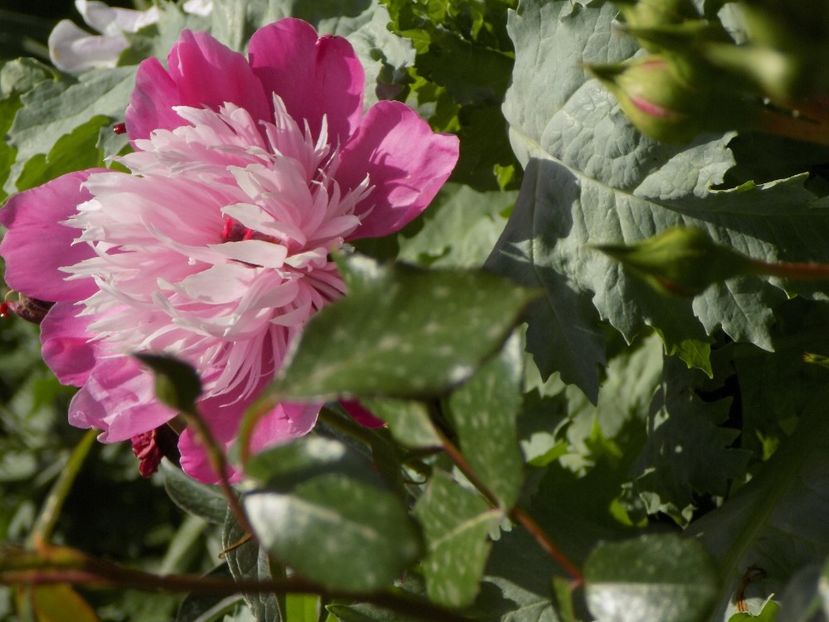 IMG-20200608-WA0040 - iunie 2020